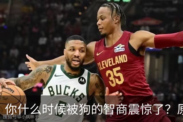 你什么时候被狗的智商震惊了？原来狗子真听得懂人话